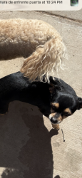Lost Female Dog last seen near passmore, Socorro, TX 79927