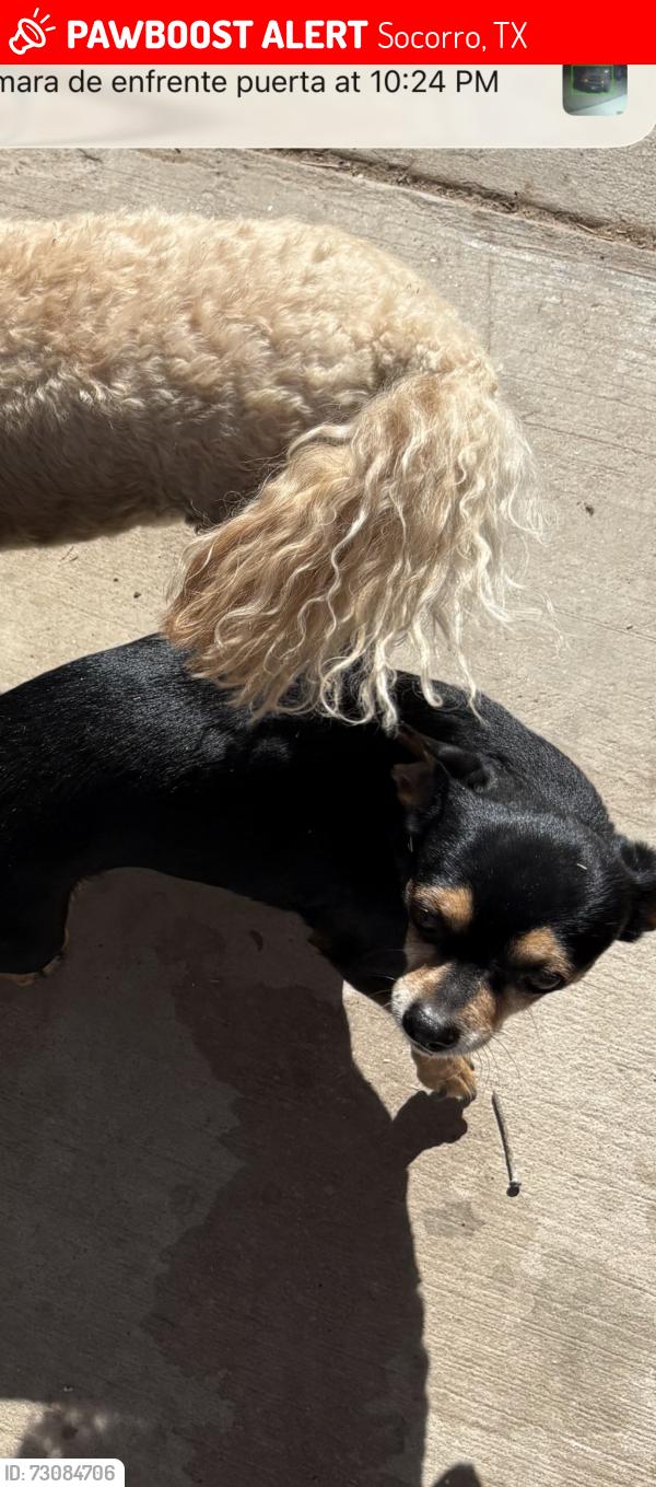 Lost Female Dog last seen near passmore, Socorro, TX 79927