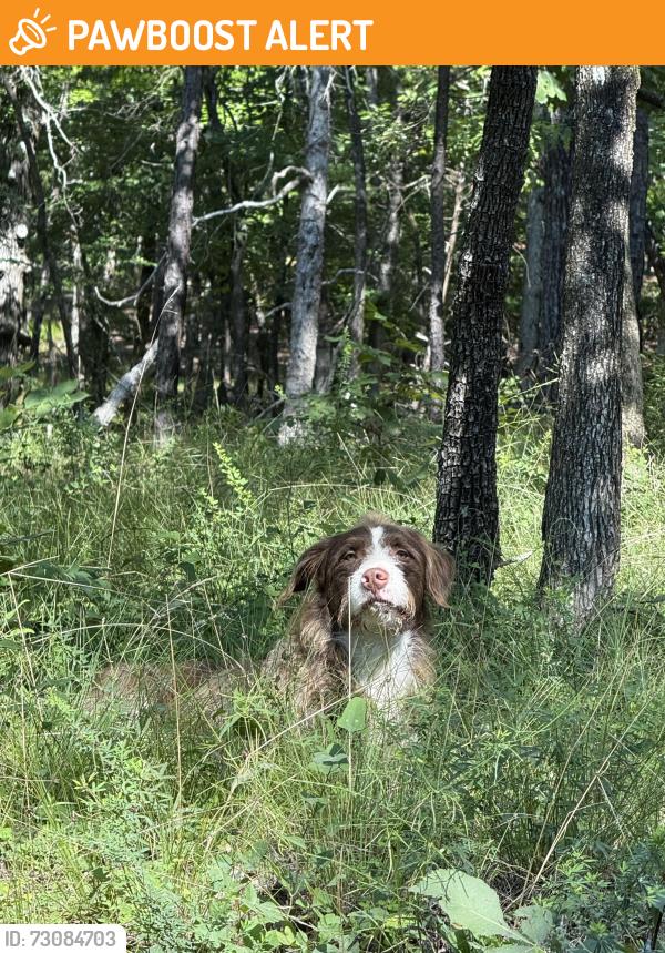 Found/Stray Unknown Dog last seen 1/2 mile past Carpenter’s Lease after you turn onto High Shoals Rd., Montgomery County, AR 71957