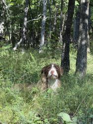 Found/Stray Unknown Dog last seen 1/2 mile past Carpenter’s Lease after you turn onto High Shoals Rd., Montgomery County, AR 71957