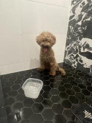 Found/Stray Female Dog last seen 153rd St & Peck Ave, Queens, NY 11365