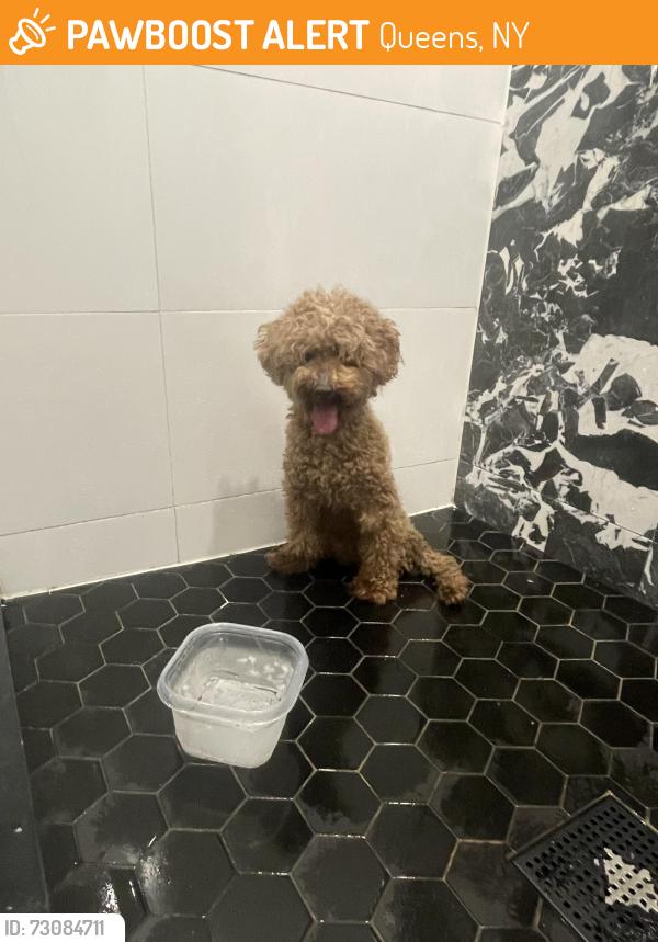 Found/Stray Female Dog last seen 153rd St & Peck Ave, Queens, NY 11365