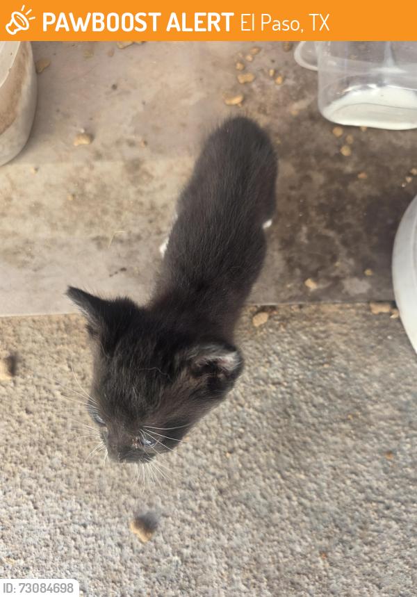 Found/Stray Unknown Cat last seen Silver palm y coral palm ct. Desert palm El paso texas 79936, El Paso, TX 79936