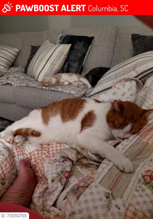 Lost Male Cat last seen Northsprings Rd, Columbia, SC 29223