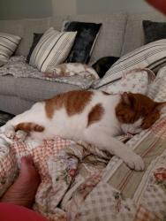 Lost Male Cat last seen Northsprings Rd, Columbia, SC 29223