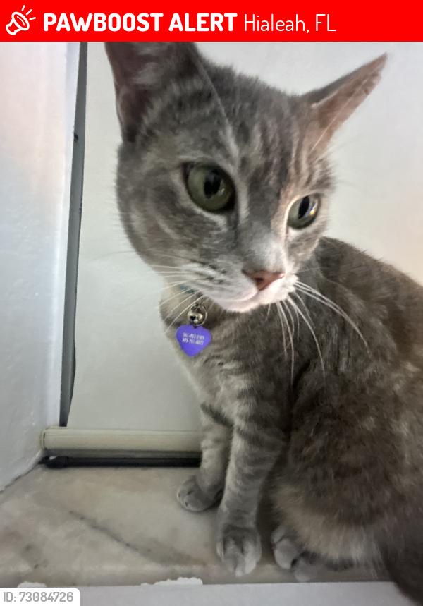 Lost Female Cat last seen Mother of out redeemer church, Hialeah, FL 33015