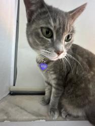 Lost Female Cat last seen Mother of out redeemer church, Hialeah, FL 33015