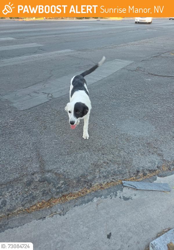 Found/Stray Female Dog last seen Lamb and carey, Sunrise Manor, NV 89115