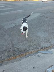 Found/Stray Female Dog last seen Lamb and carey, Sunrise Manor, NV 89115