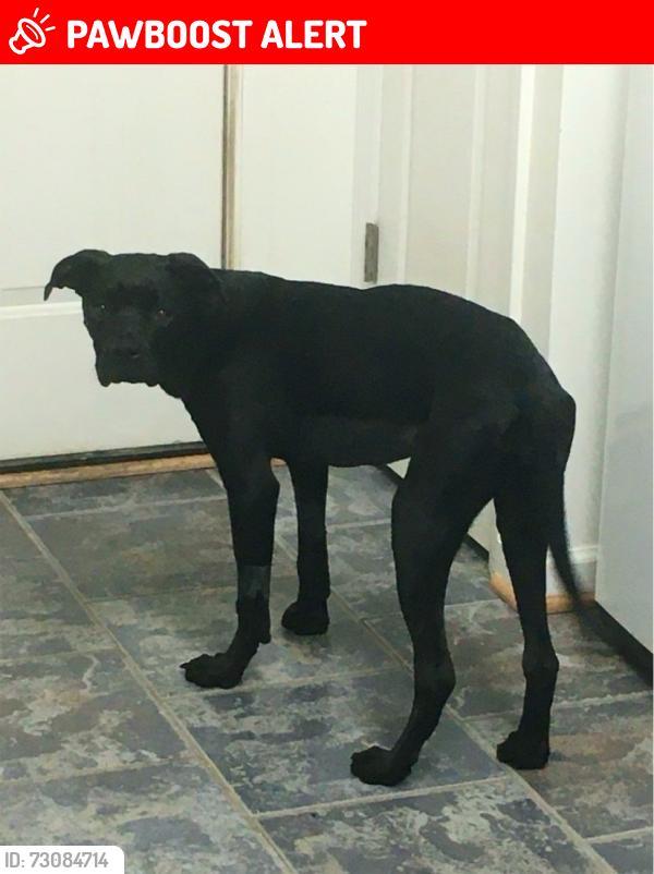 Lost Female Dog last seen Live Oak Church Road and Carmil Dr Selma, Johnston County, NC 27576