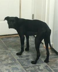 Lost Female Dog last seen Live Oak Church Road and Carmil Dr Selma, Johnston County, NC 27576
