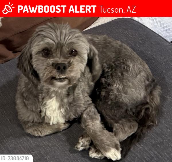 Lost Female Dog last seen Barrio Viejo, Carrillo Elementary School, Downtown Tucson, Tucson, AZ 85701