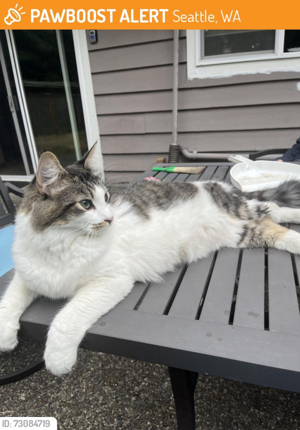 Found/Stray Unknown Cat last seen Near NE 97th st, Seattle, Seattle, WA 98115