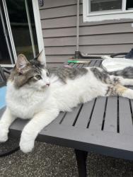 Found/Stray Unknown Cat last seen Near NE 97th st, Seattle, Seattle, WA 98115
