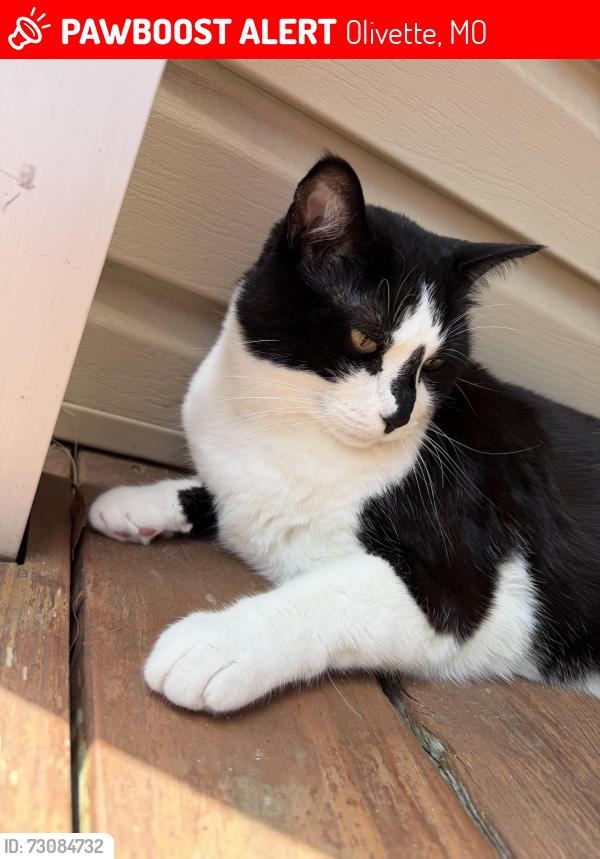 Lost Male Cat last seen Near mesa dr, Olivette, MO 63132