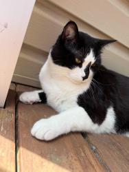 Lost Male Cat last seen Near mesa dr, Olivette, MO 63132
