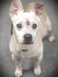 Shelter Stray Male Dog last seen , 3201 Lacy St, Los Angeles, CA 90031, USA