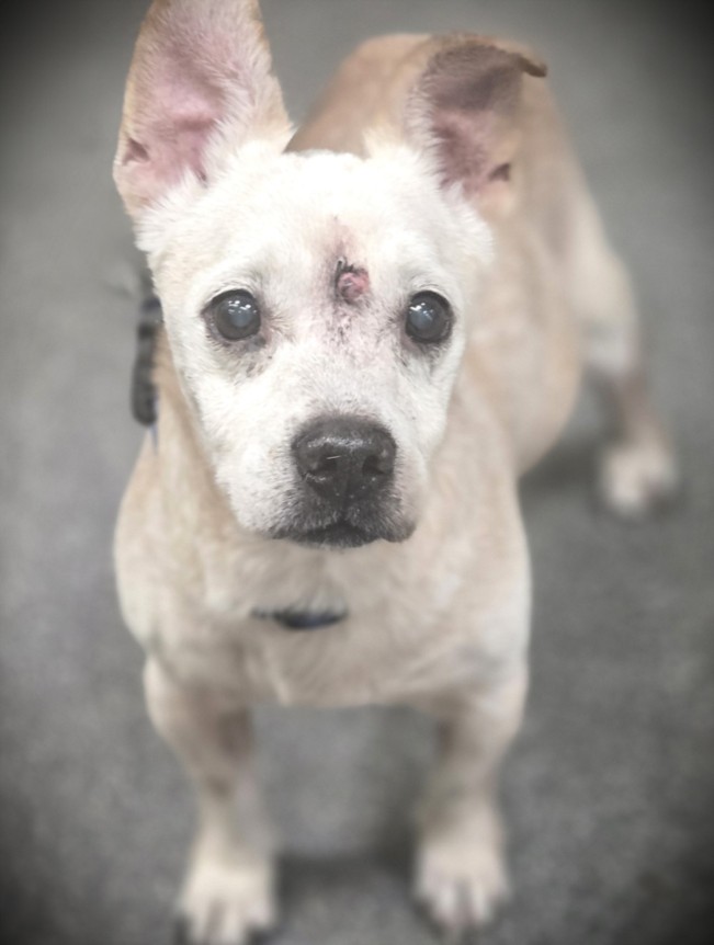 Shelter Stray Male Dog last seen , 3201 Lacy St, Los Angeles, CA 90031, USA