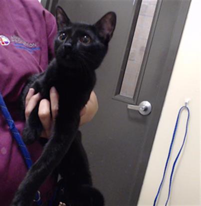 Shelter Stray Male Cat last seen Near BLOCK W BAYAUD AVE, DENVER CO 80223, 1241 W Bayaud Ave, Denver, CO 80223, USA
