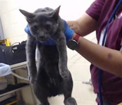 Shelter Stray Male Cat last seen Near BLOCK W BAYAUD AVE, DENVER CO 80223, 1241 W Bayaud Ave, Denver, CO 80223, USA