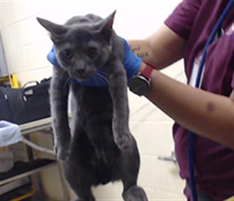 Shelter Stray Male Cat last seen Near BLOCK W BAYAUD AVE, DENVER CO 80223, 1241 W Bayaud Ave, Denver, CO 80223, USA