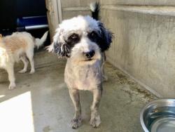 Shelter Stray Male Dog last seen , 957 N Gaffey St, San Pedro, CA 90731, USA