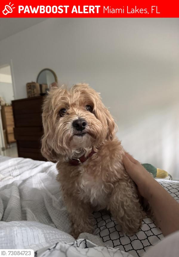Lost Male Dog last seen Near Bottle brush drive, Miami Lakes, FL 33014