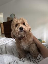 Lost Male Dog last seen Near Bottle brush drive, Miami Lakes, FL 33014