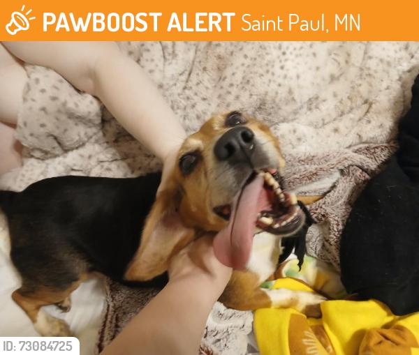 Found/Stray Female Dog last seen Selby ave and Avon street, Saint Paul, MN 55104