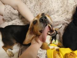 Found/Stray Female Dog last seen Selby ave and Avon street, Saint Paul, MN 55104