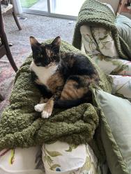 Reunited Female Cat last seen Viewpoint Drive, Pyott Road , Lake in the Hills, IL 60156