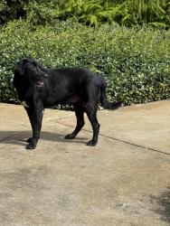 Reunited Male Dog last seen Strawberry ln, Dover, FL 33527