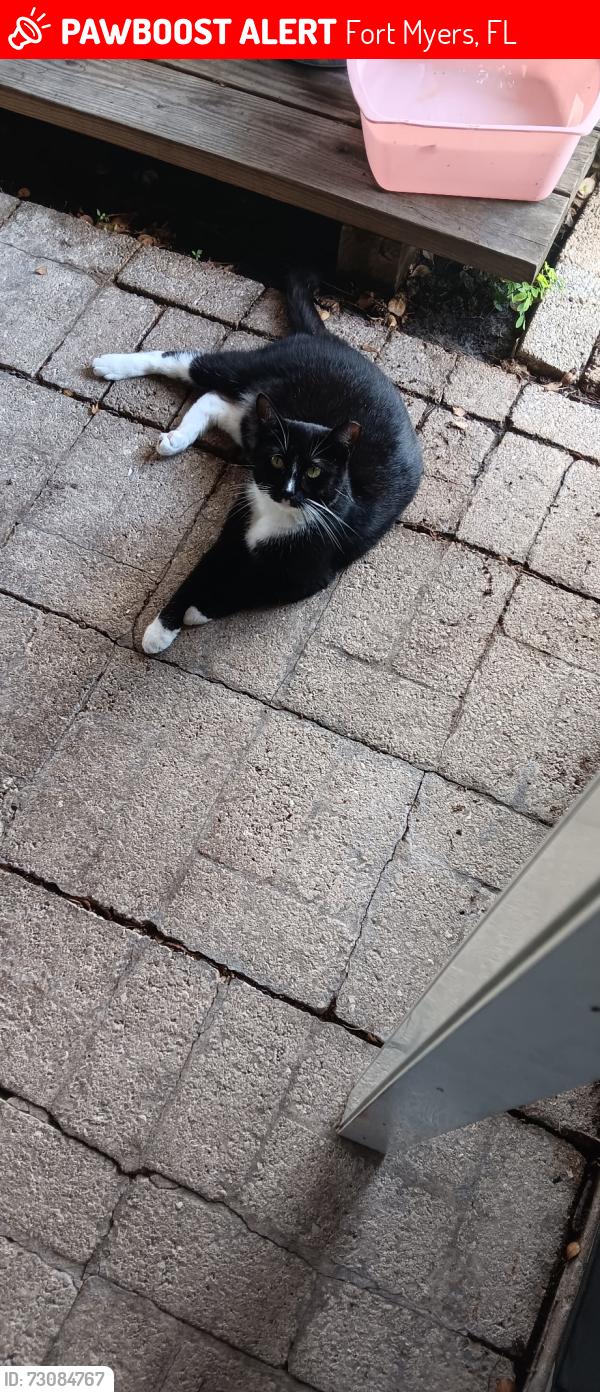 Lost Female Cat last seen McGregor, Fort Myers, FL 33919