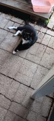 Lost Female Cat last seen McGregor, Fort Myers, FL 33919