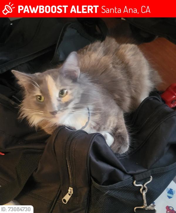 Lost Female Cat last seen Sunflower Ave. & Greenville Ave., Santa Ana, CA 92704