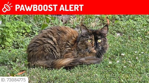 Lost Female Cat last seen Sheridan creek, Mississauga, ON L5J 1H2