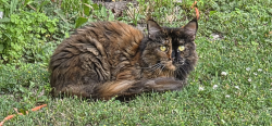 Lost Female Cat last seen Sheridan creek, Mississauga, ON L5J 1H2