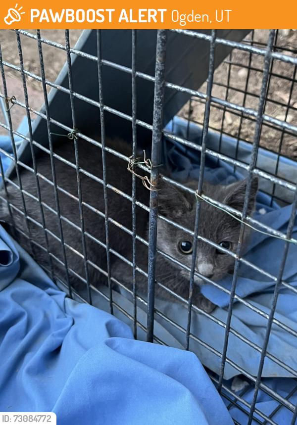 Found/Stray Unknown Cat last seen Near Apache way, Ogden, UT 84403