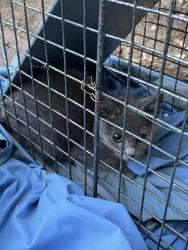 Found/Stray Unknown Cat last seen Near Apache way, Ogden, UT 84403