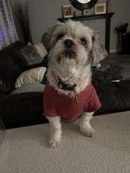 Lost Female Dog last seen North Creekside Drive and clbh Drive in Eastlake, Chula Vista, CA 91915