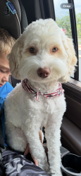 Reunited Female Dog last seen Scott lake road Lakeland Fl , Lakeland, FL 33813