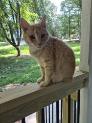 Reunited Unknown Cat last seen Cul-de-sac, Cherokee County, GA 30142