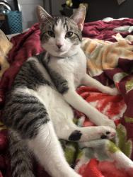 Lost Male Cat last seen Middleton Road & Lonestar Road, Nampa, ID 83651