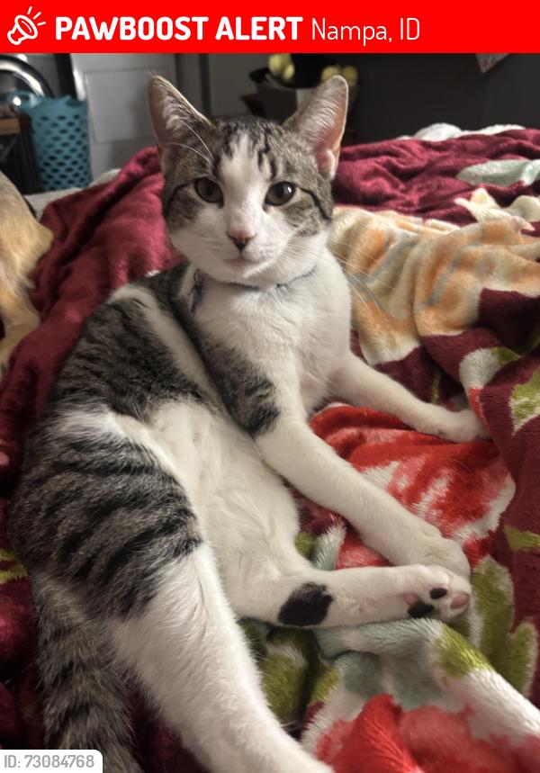 Lost Male Cat last seen Middleton Road & Lonestar Road, Nampa, ID 83651