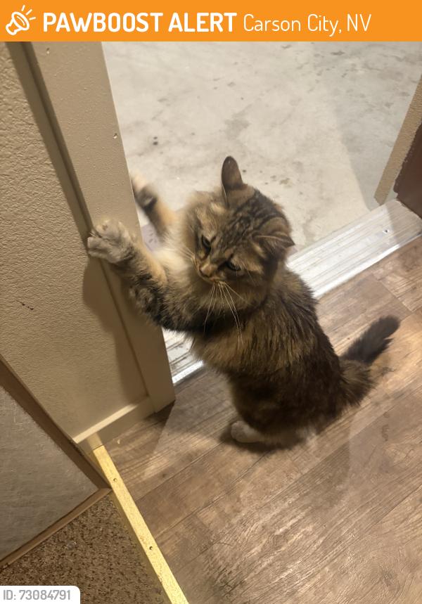 Found/Stray Unknown Cat last seen Classy seconds, Carson City, NV 89701