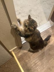 Found/Stray Unknown Cat last seen Classy seconds, Carson City, NV 89701