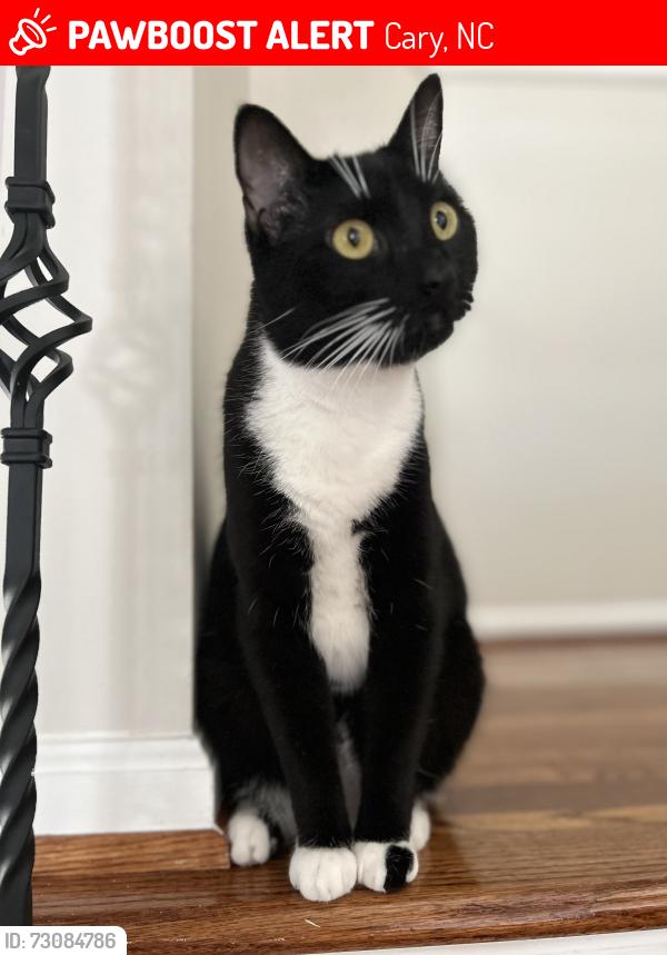 Lost Male Cat last seen Penny road/ kildaire farm road, Cary NC, Cary, NC 27518