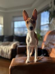 Reunited Female Dog last seen Schiller Woods - Cumberland and Montrose, Chicago, IL 60634