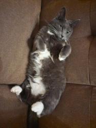 Lost Female Cat last seen Lindsey park area., Tyler, TX 75709