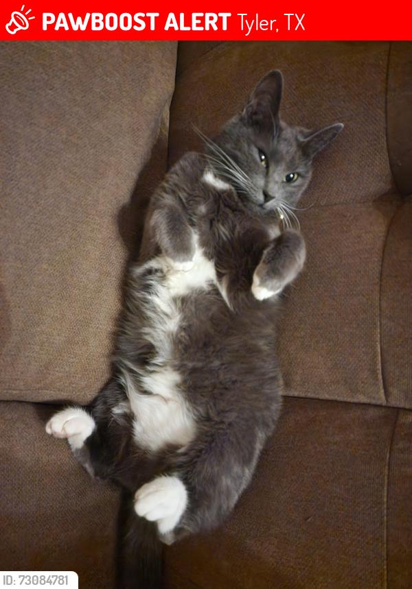 Lost Female Cat last seen Lindsey park area., Tyler, TX 75709